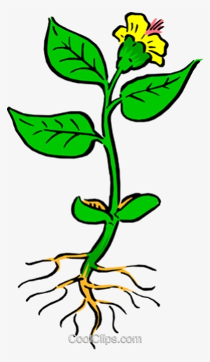Plant With Roots Royalty Free Vector Clip Art Illustration - Plant With Roots Clip Art