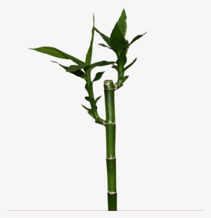 Lucky Recht - Lucky Bamboo Png