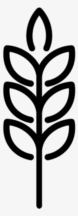 Ear Of Wheat Vector - Wheat Png Vector