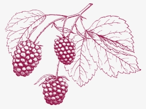Clip Art Freeuse Stock Grape Pencil Cranberry Transprent - Buchstaben Beeren Leinwandbild - Retro - Q Leinwandbilder