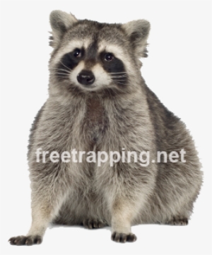 Raccoons Carry A Host Of Dangerous Diseases Like Rabies - Canadabis: The Canadian Weed Reader - Trade Paperback