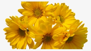 Aesthetic For Ut Kin - Yellow Flowers Aesthetic Png