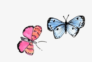 Butterflies - Anthocharis Cardamines