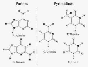 Purine-pyrimidine - Purines And Pyrimidines Png