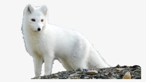 Arctic Fox Png Pic - Arctic Fox Facts