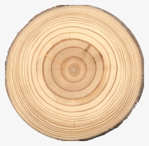 Other Woods And Mosses Notes - Tree Trunk Top Png