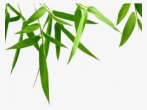 Bamboo Png Transparent Images - Green Leaves Transparent Background