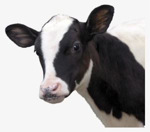 Cow Png Download - Cara De Vaca Png
