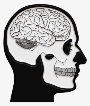 Skull And - Skull With Brain Drawing