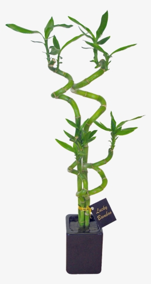 Go To Image - Lucky Bamboo Plant Nz