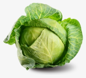 Cabbage Family Vegetable Png - Round Cabbage