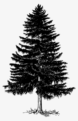 Big Image Png Lr36ys Clipart - Evergreen Tree Png