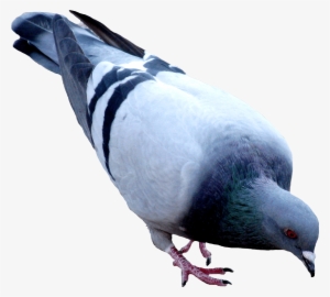 Street Pigeon Png Image - Pigeon Png