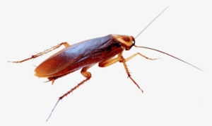 Cucaracha Png - Cucarachas Png