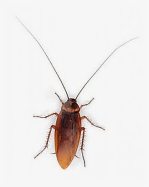 Cucaracha Vista Superior - Png Cockroach