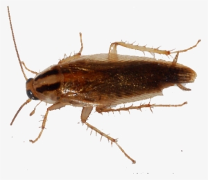 Cucaracha-germanica - German Cockroach