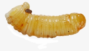 Ooteca - Larvas Png