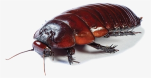 Australian Cockroach