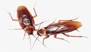 Cucaracha Americana - Cockroach Family Transparent Background