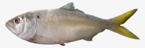 Brevoortia Gunteri - Pez En Png