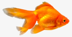 Png Peces - Drawing