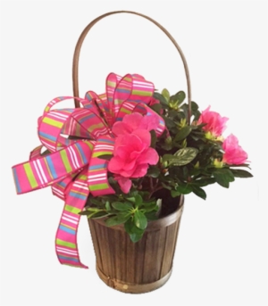 Basket Azalea - Crystal Gardens Florist