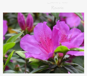 Mercer Fuchsia Azalea - Peruvian Lily