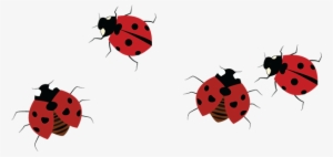 Different From Us, They Have Multiple Legs, And In - Ladybug
