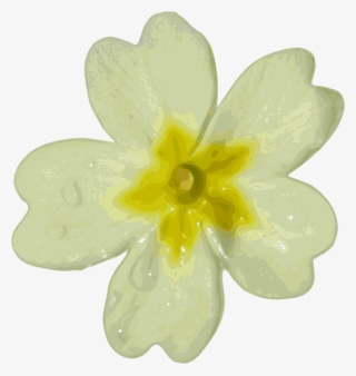 Blurred White Flower - Clipart Primrose