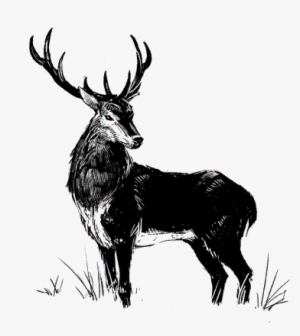 Stag - Elk