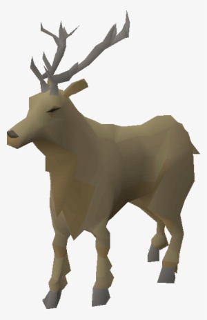 Stag - Elk