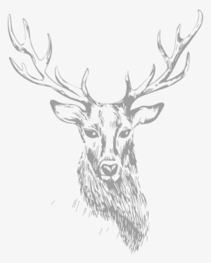 Stag - Drawing