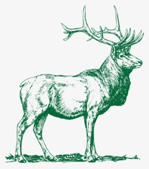 Small - Elk Vector