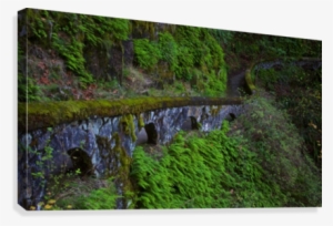 Rock Wall Trail, Sheppard's Dell, Columbia River Gorge, - Moss