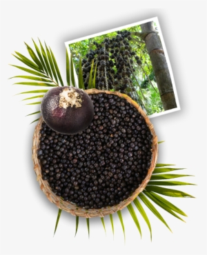 harvesting açaí is an age-old tradition in the north - açaí palm