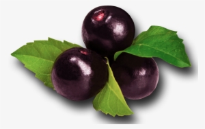 acai isolated - acai berries