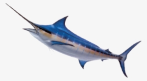We Offer A Bit Of Everything So You Can See It All - Atlantic Blue Marlin