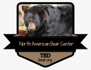 Ted Decal - American Black Bear