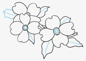 How To Draw Dogwood Flowers - Drawing