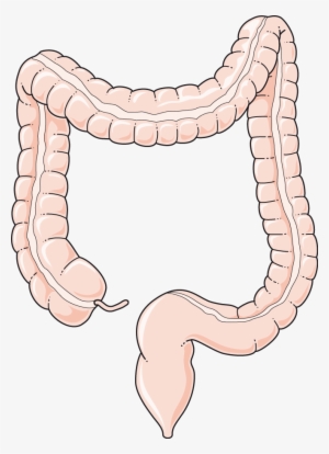 colon - diametre du gros intestin