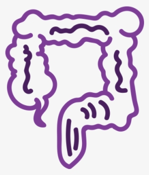 Body-colon - Large Intestine