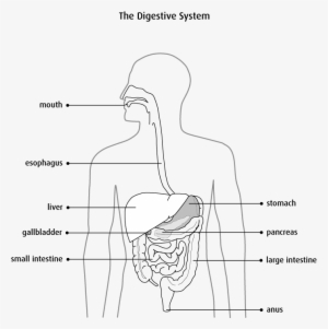 Diagram Of The Digestive System - Abdomen Anatomy Black And White