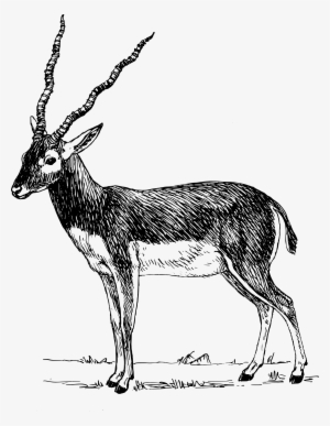 Antelope Png