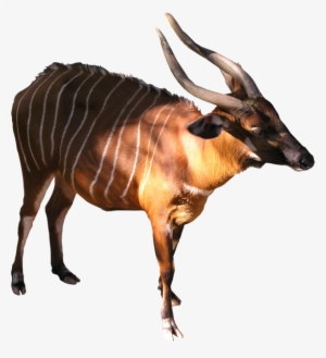 bongo png - antelope png