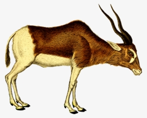 This Free Icons Png Design Of Antelope 2