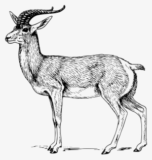 Download Png - Antelope Clipart Black And White