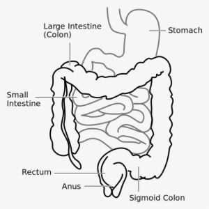 Large Intestine And Small Intestine Diagram