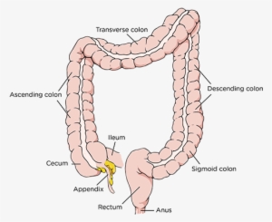 Parts Of The Colon - Colon Resection