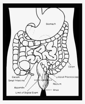 Also Call The Large Intestine, The Colon Is The Last - Cartoon Drawing Of Digestive System