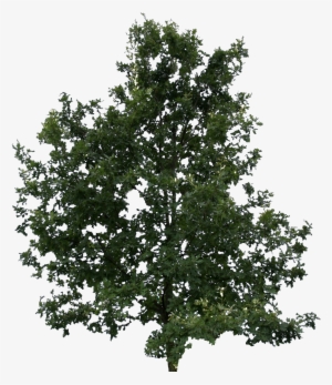 2d Trees - Lodgepole Pine